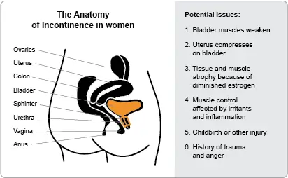 Urinary Incontinence 1 Incontinence 2